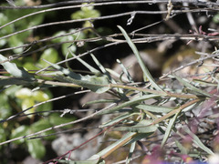 Penstemon azureus