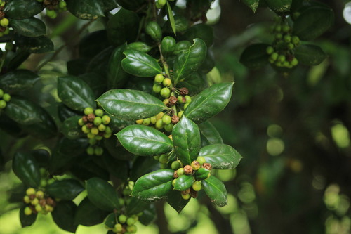 Ilex cornuta
