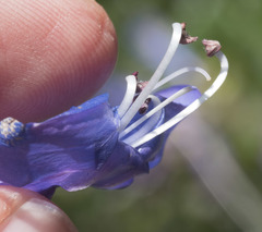 Penstemon azureus