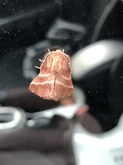 Malacosoma americana