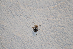 Acrocyum dorsalis