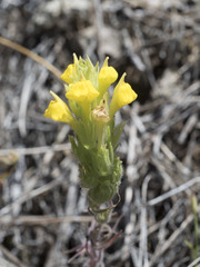 Castilleja lacera