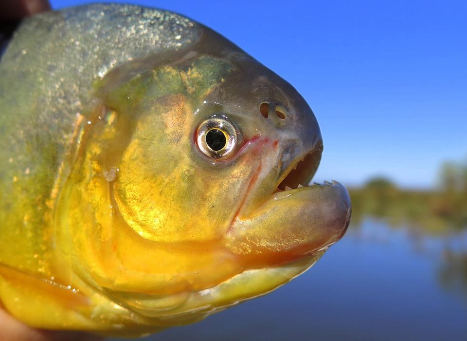 Red-bellied piranha (Pygocentrus nattereri) — Serrasalmidae