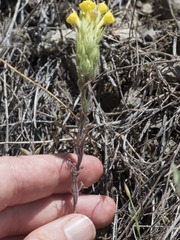 Castilleja lacera