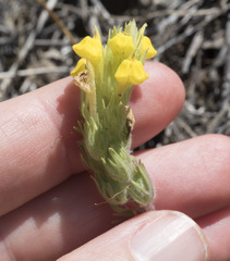Castilleja lacera