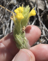 Castilleja lacera