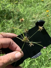 Cyperus retroflexus