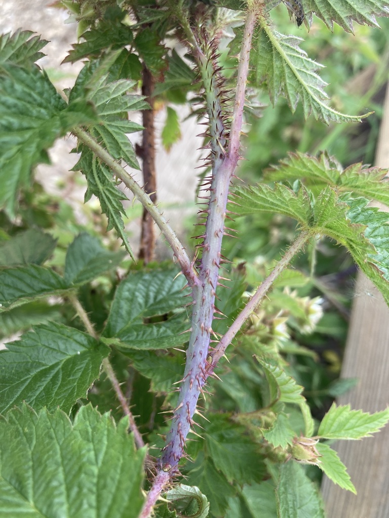 Chinook Raspberry American red raspberry from Hahns Peak Lake, Routt County, Colorado ...