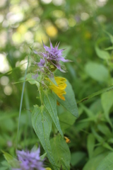 Melampyrum velebiticum