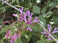 Clarkia concinna concinna