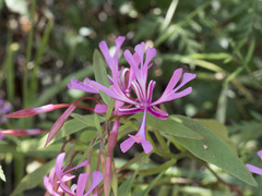 Clarkia concinna concinna