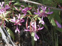 Clarkia concinna concinna