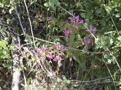 Clarkia concinna concinna