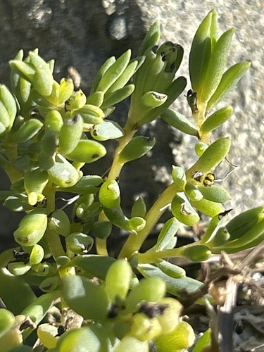 Image of Suaeda novae by no rights reserved