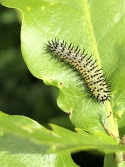 Periclista pubescens