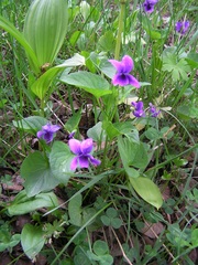 Viola kamtschadalorum