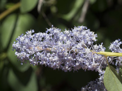 Ceanothus integerrimus