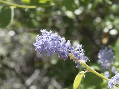 Ceanothus integerrimus