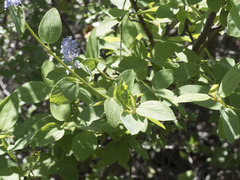 Ceanothus integerrimus