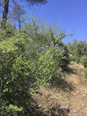 Ceanothus integerrimus