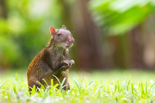 Central American Agouti
