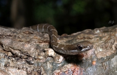 Salmon-Bellied Racer photo 5