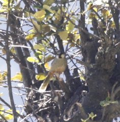 Trochalopteron variegatum