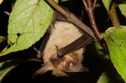 Small Big-eared Brown Bat