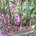 Encyclia moebusii - Photo ללא זכויות יוצרים, הועלה על ידי Francesco Cecere