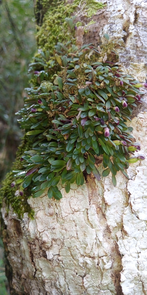 Pleurothallis excentrica