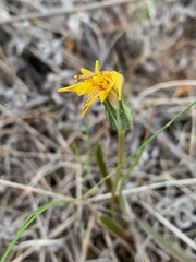 Nothocalais troximoides