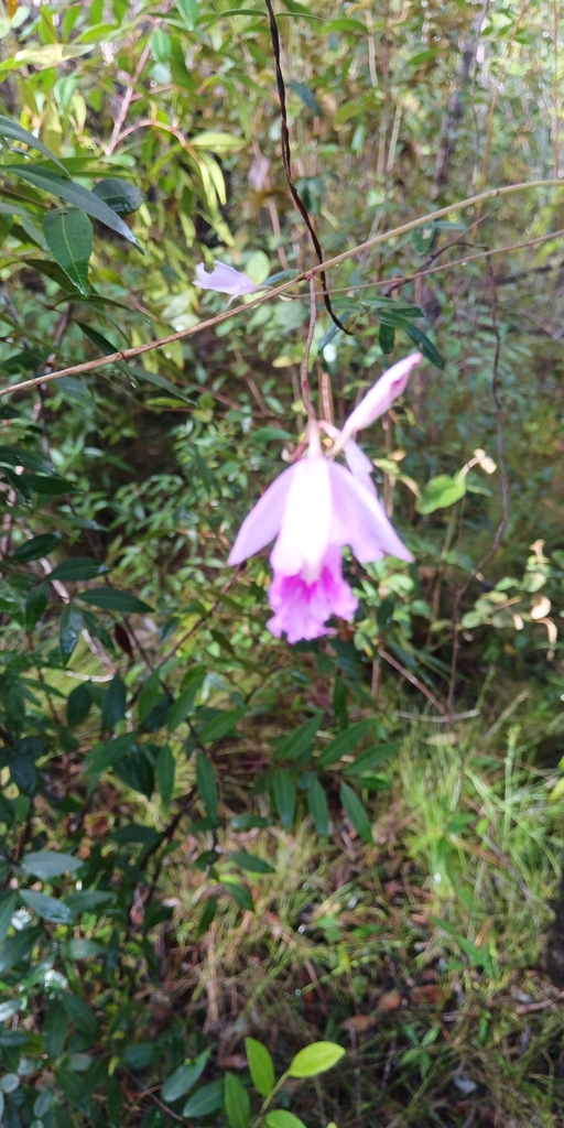 Broughtonia lindenii