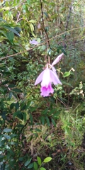 Cattleya (Cattleyopsis)