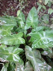 Xanthosoma sagittifolium