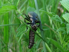 Carabus regalis
