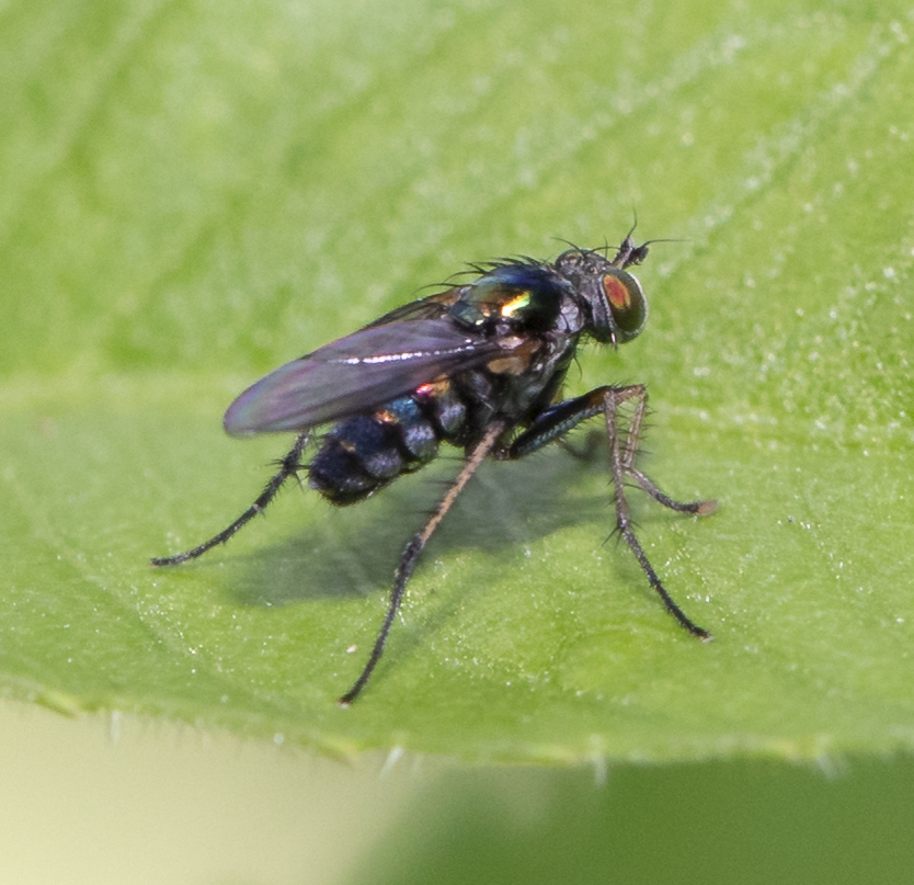 Tachytrechus setosus