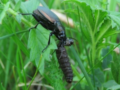 Carabus regalis
