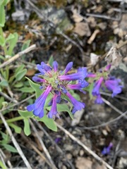 Penstemon pruinosus