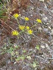 Lomatium ambiguum