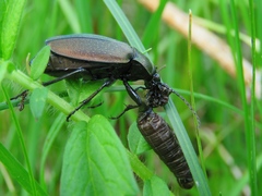 Carabus regalis