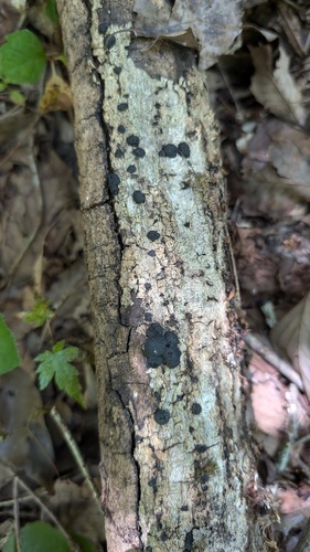 Annulohypoxylon truncatum