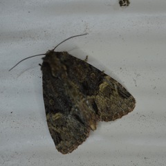 Phosphila turbulenta