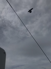 Falco rufigularis image