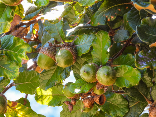 Quercus costaricensis - Leaves and acorns