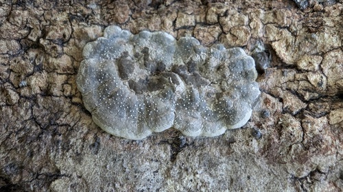 Kretzschmaria deusta