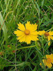 Coreopsis grandiflora