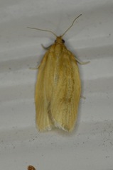 Clepsis clemensiana