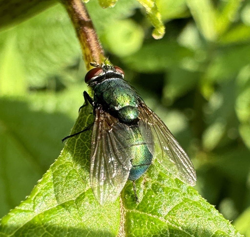 Common European Greenbottle Fly from Paul Bunyan Rd, Corea, ME, US on ...