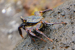 Grapsus tenuicrustatus