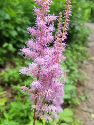 Image of Astilbe chinensis by (c) Igor' R., some rights reserved (CC BY)
